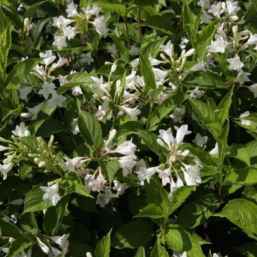 Weigela Candida - Weigélia (Flowering)