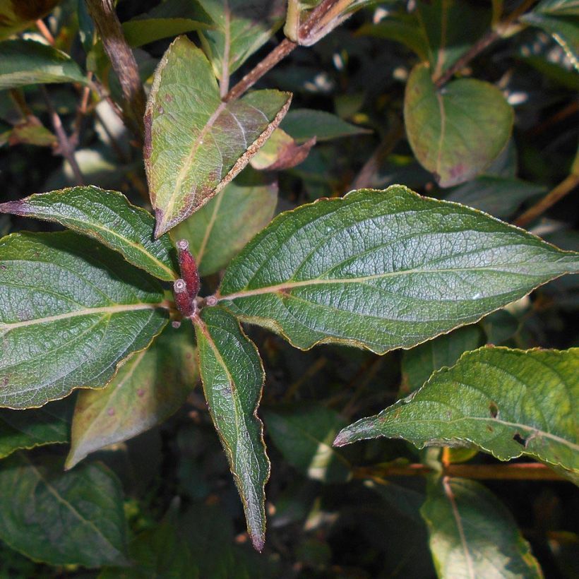 Weigela hybride Eva Rathke (Foliage)