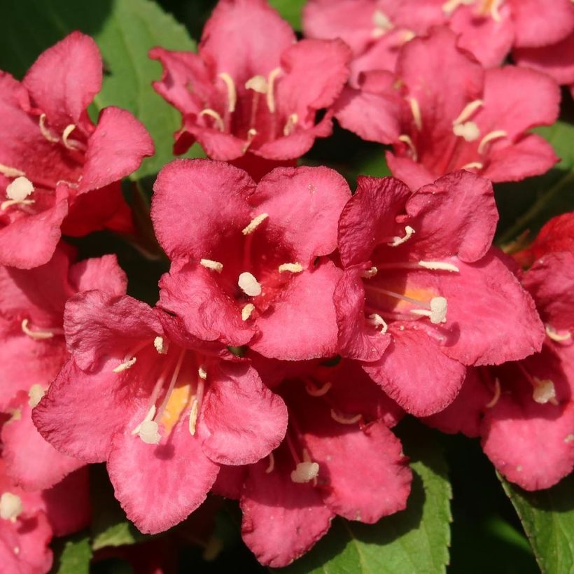 Weigela hybride Eva Rathke (Flowering)
