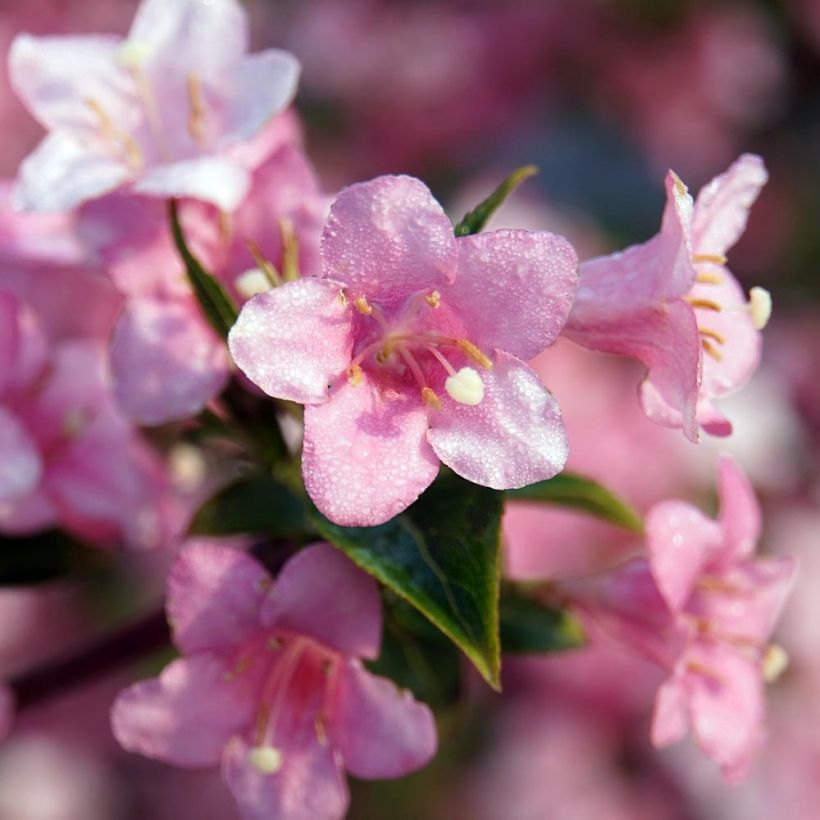 Weigela florida Rosea - Weigélia (Flowering)