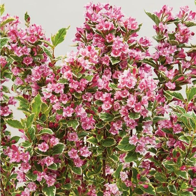 Weigela Kosteriana Variegata - Weigelia Kosteriana Variegata (Foliage)
