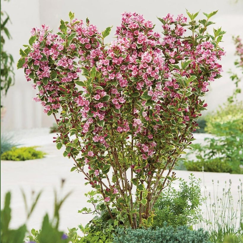 Weigela Kosteriana Variegata - Weigelia Kosteriana Variegata (Plant habit)