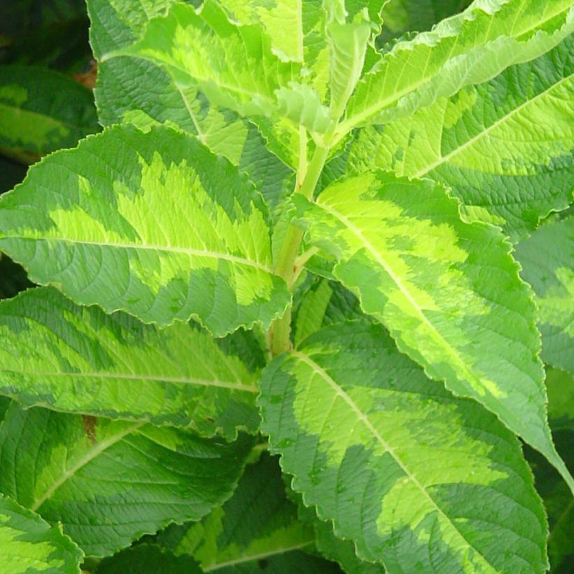 Weigela Milk and Honey (Foliage)