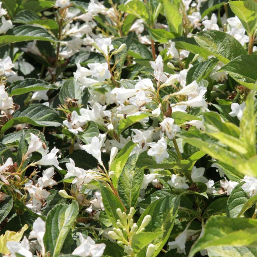 Weigela Milk and Honey (Flowering)