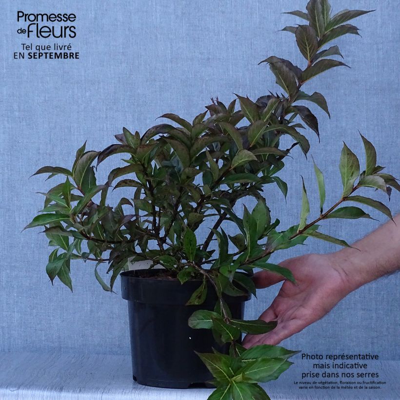 Example of Weigela Minuet Pot de 2L/3L as you get in automne