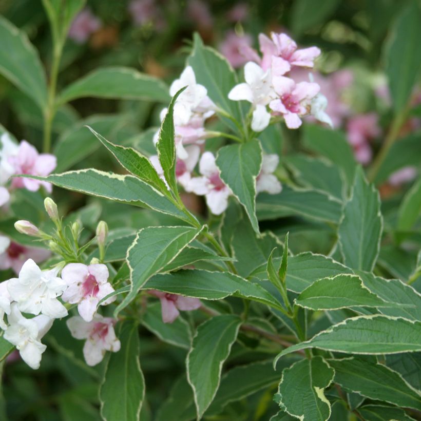 Weigela Splendid (Foliage)