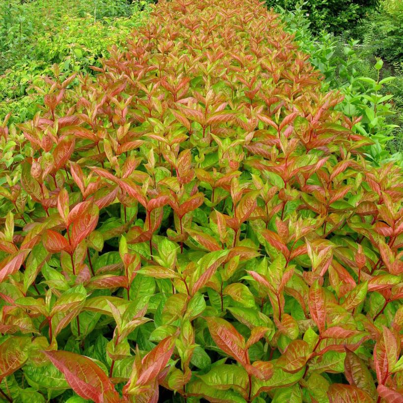 Weigela Wings of Fire  (Foliage)