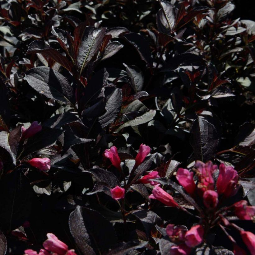 Weigela florida Alexandra - Weigélia (Foliage)