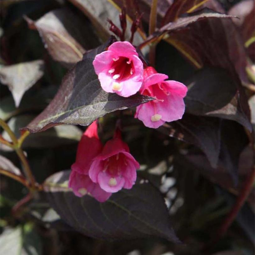Weigela florida Alexandra - Weigélia (Flowering)