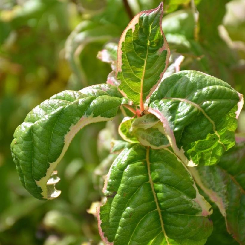 Weigela florida Caricature - Weigélia (Foliage)