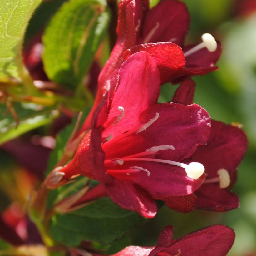 Weigela florida Cherry Lace  (Flowering)