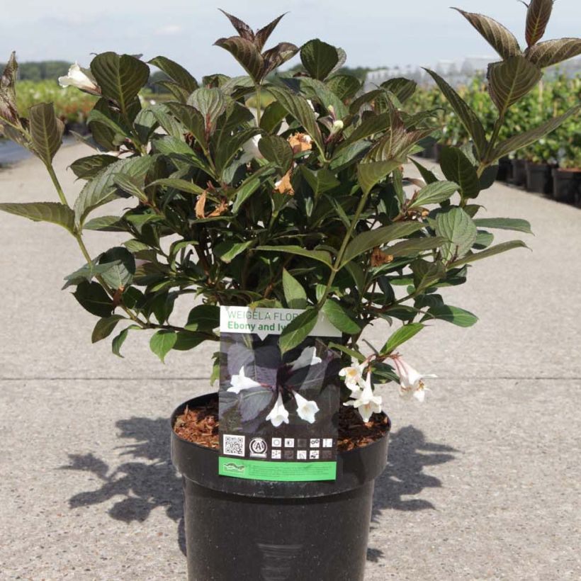 Weigela florida Ebony and Ivory (Plant habit)