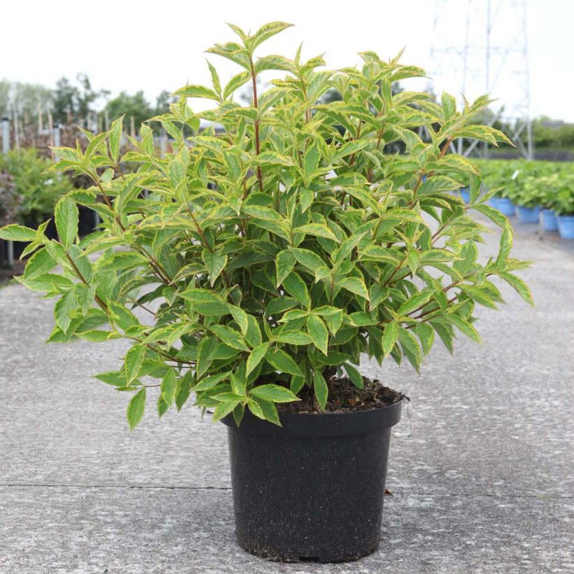 Weigela florida Brigela (Plant habit)