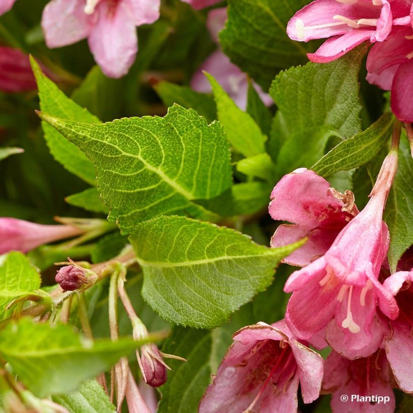 Weigela florida Picobella Rosa - Weigélia nain  (Foliage)