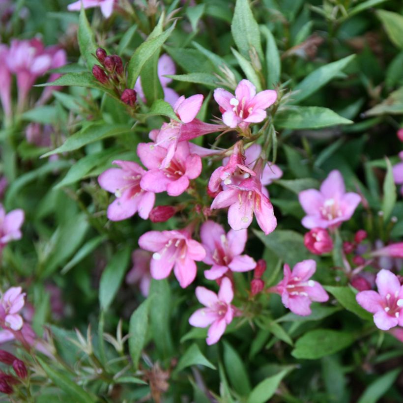 Weigela florida Picobella Rosa - Weigélia nain  (Flowering)