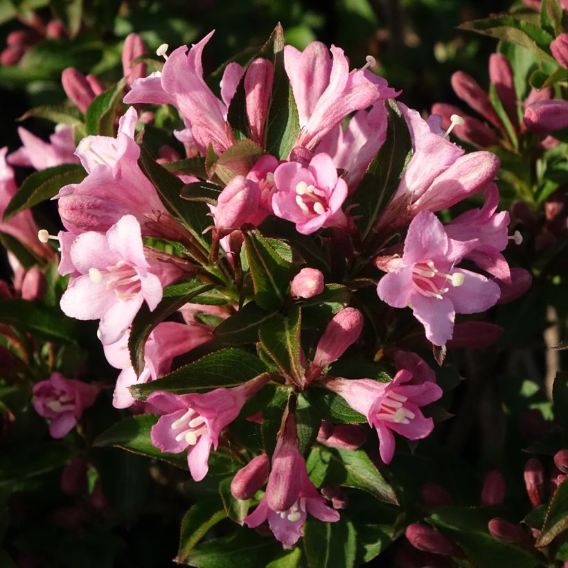 Weigela florida Pink Poppet (Flowering)