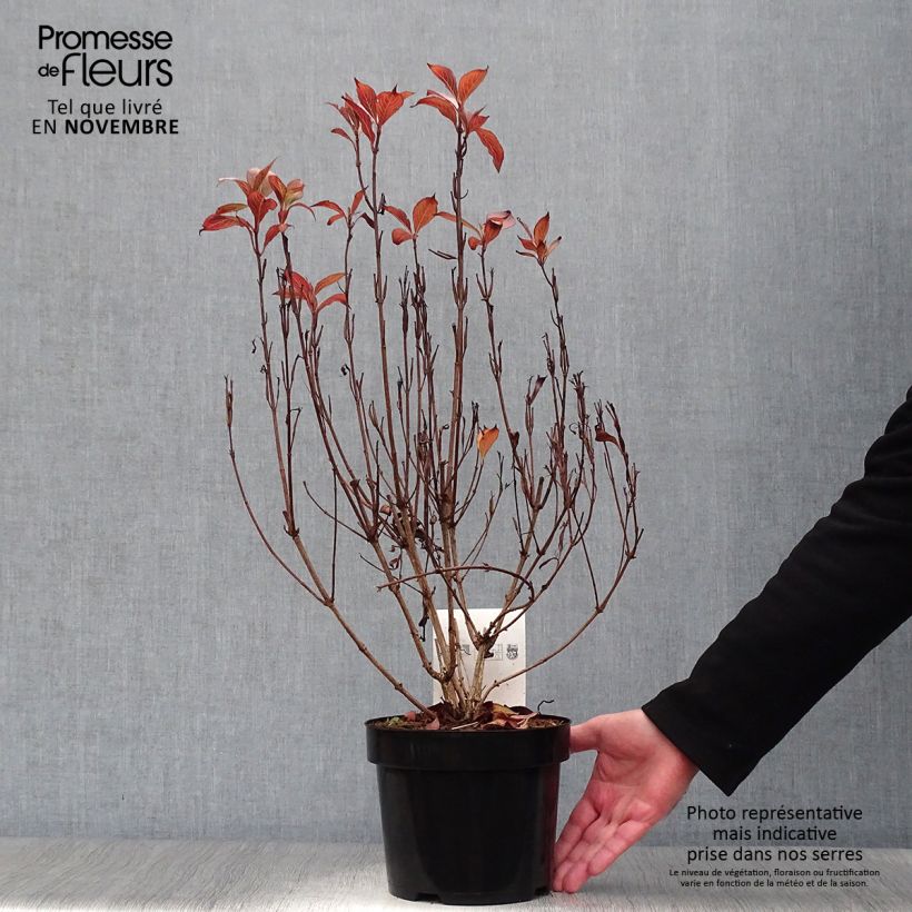 Example of Weigela florida Victoria Pot de 2L/3L as you get in automne