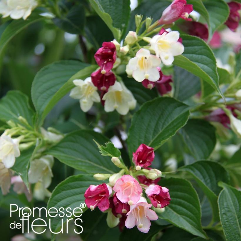 Weigela hybride Carnaval (Foliage)