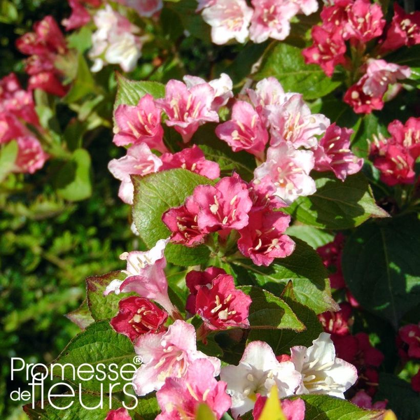 Weigela hybride Carnaval (Flowering)