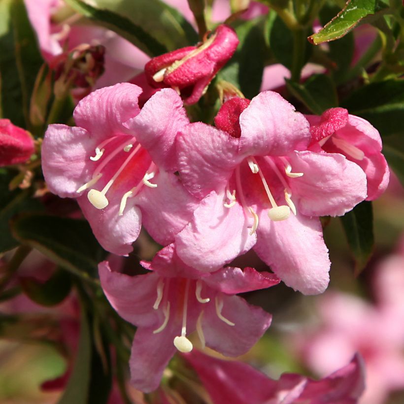 Weigela Stelzneri (Flowering)