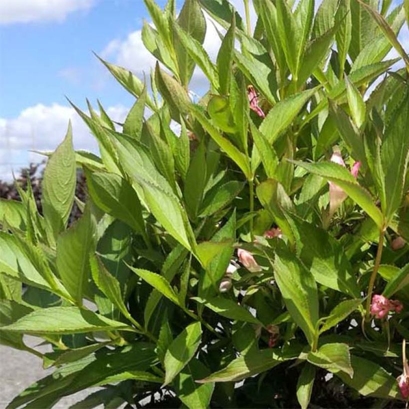 Weigelia All Summer Peach (Foliage)