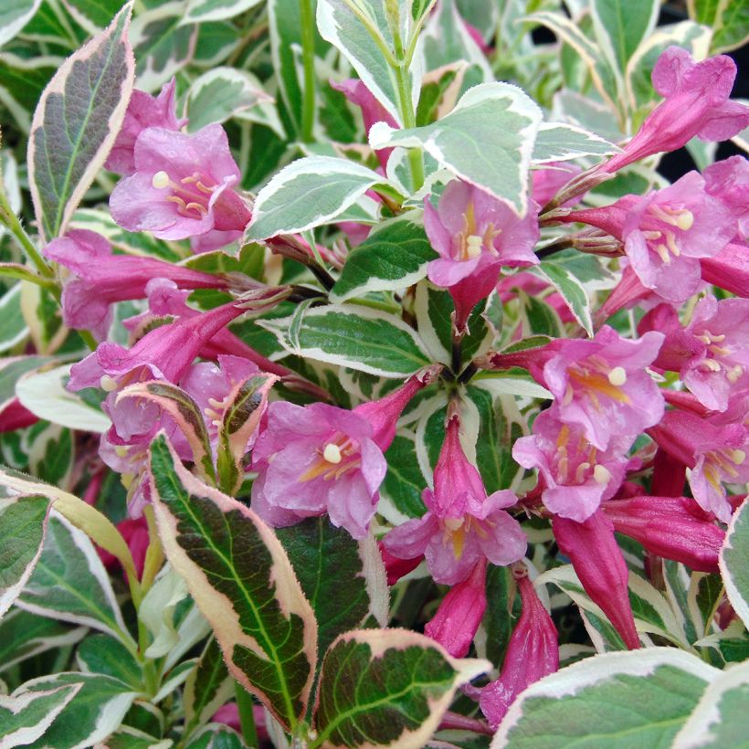 Weigelia florida Monet Verweig (Flowering)