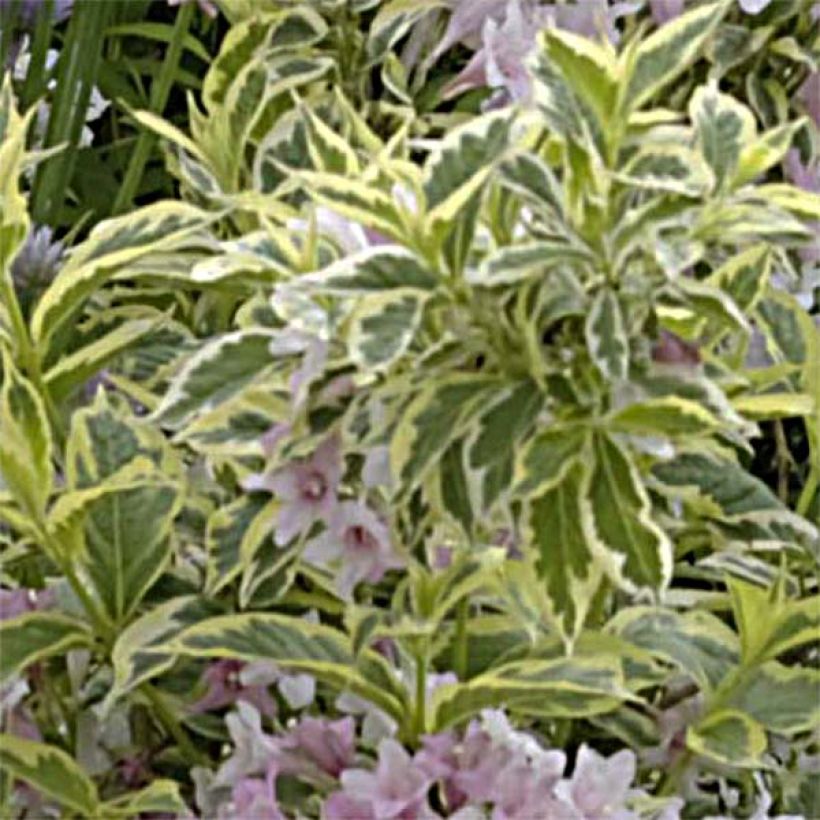 Weigelia florida Nana Variegata - Weigela panaché  (Foliage)
