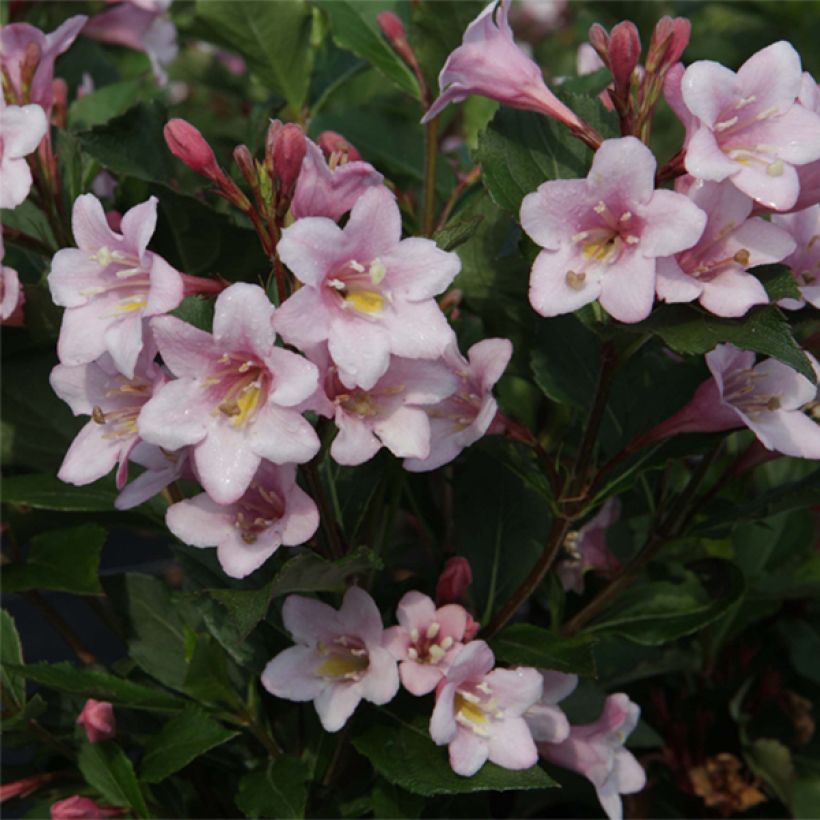 Weigelia florida Polka - Weigela nain (Flowering)