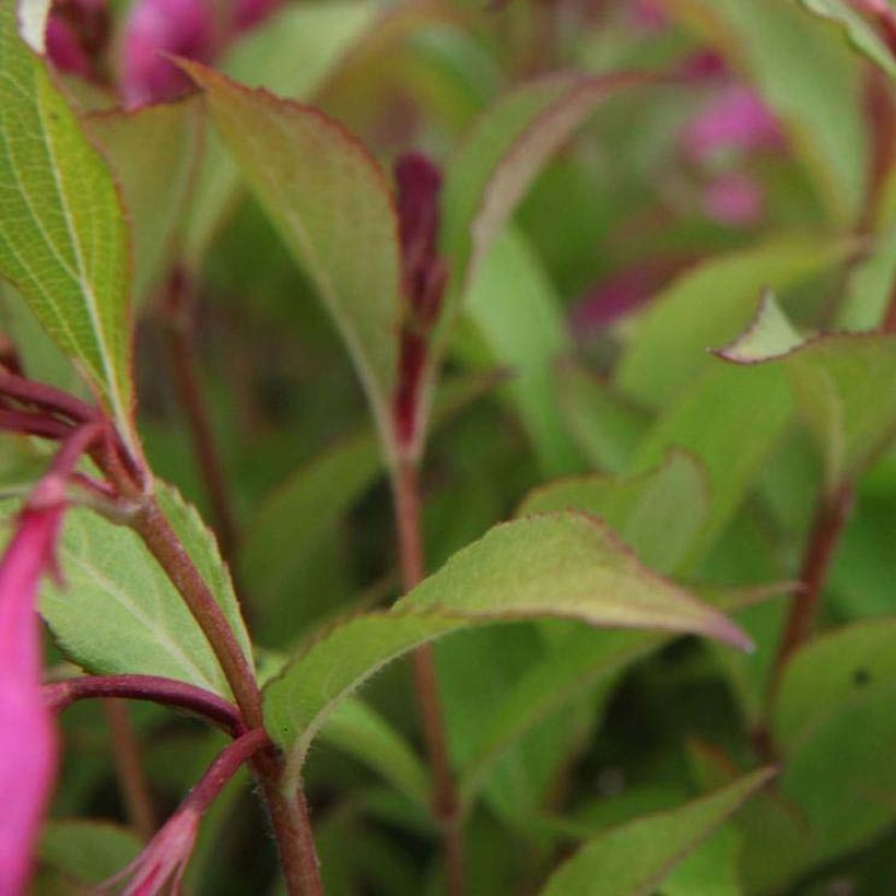 Weigelia florida Princess Ayla (Foliage)