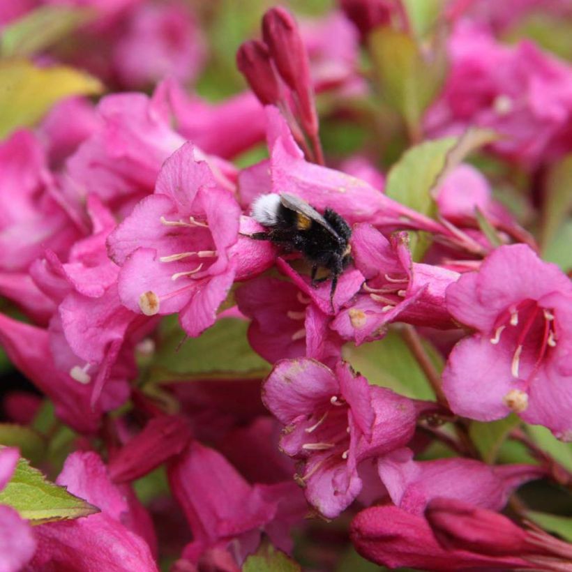 Weigelia florida Princess Ayla (Flowering)