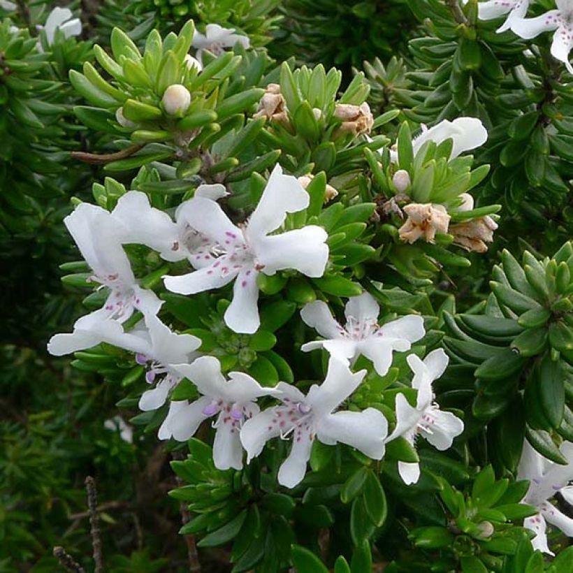 Westringia fruticosa - Romarin d'Australie (Flowering)