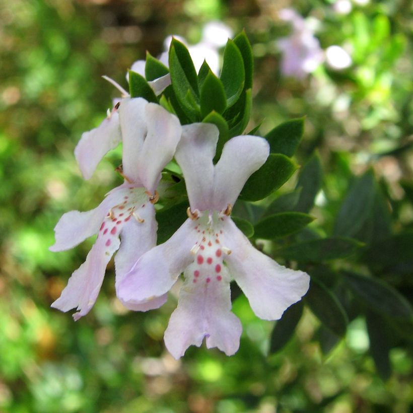 Westringia glabra (Flowering)