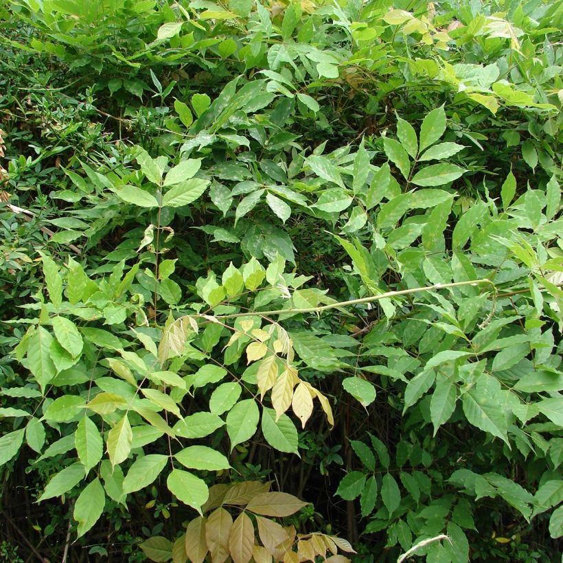 Glycine du Japon - Wisteria floribunda  (Foliage)