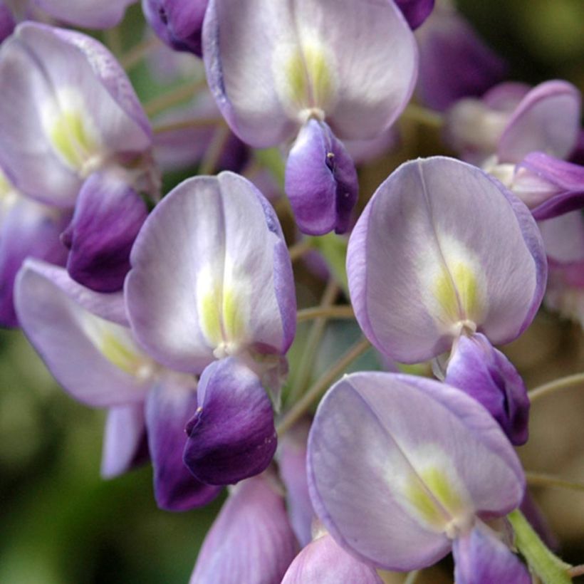 Glycine du Japon - Wisteria floribunda  (Flowering)