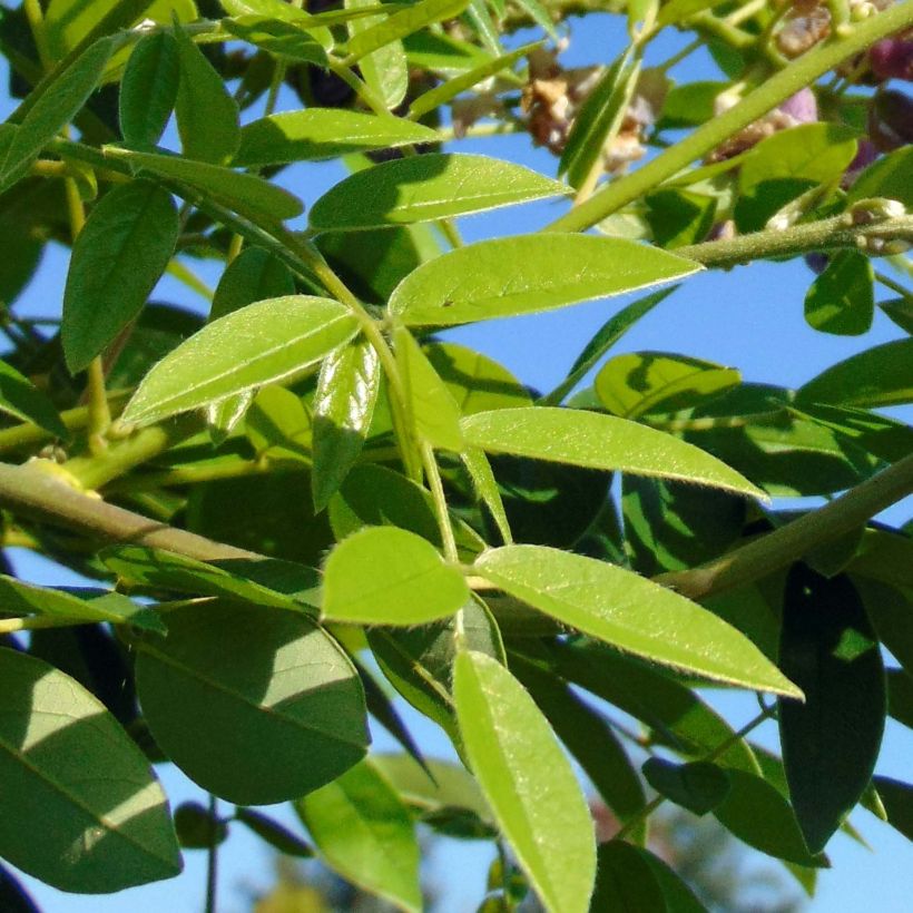 Glycine - Wisteria frutescens Longwood Purple (Foliage)