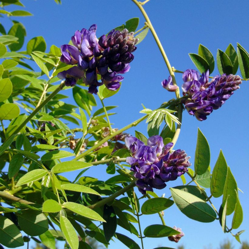 Glycine - Wisteria frutescens Longwood Purple (Flowering)