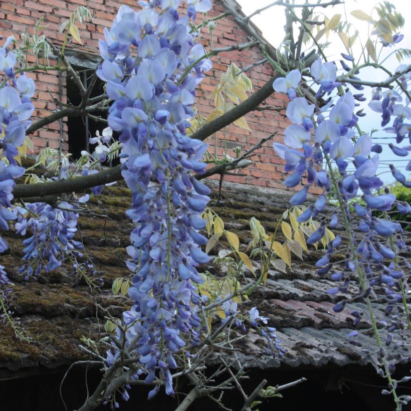 Glycine Blue Moon - Wisteria frutescens var. macrostachya (Flowering)