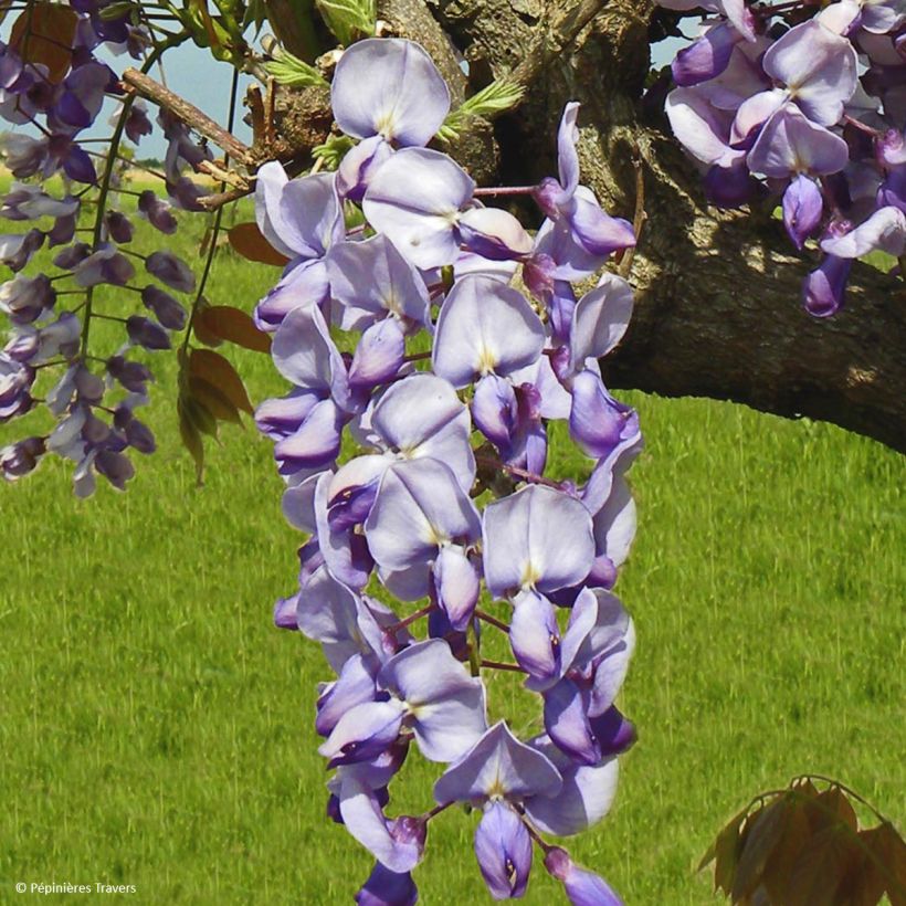 Glycine de Chine Blue Line - Wisteria sinensis (Flowering)