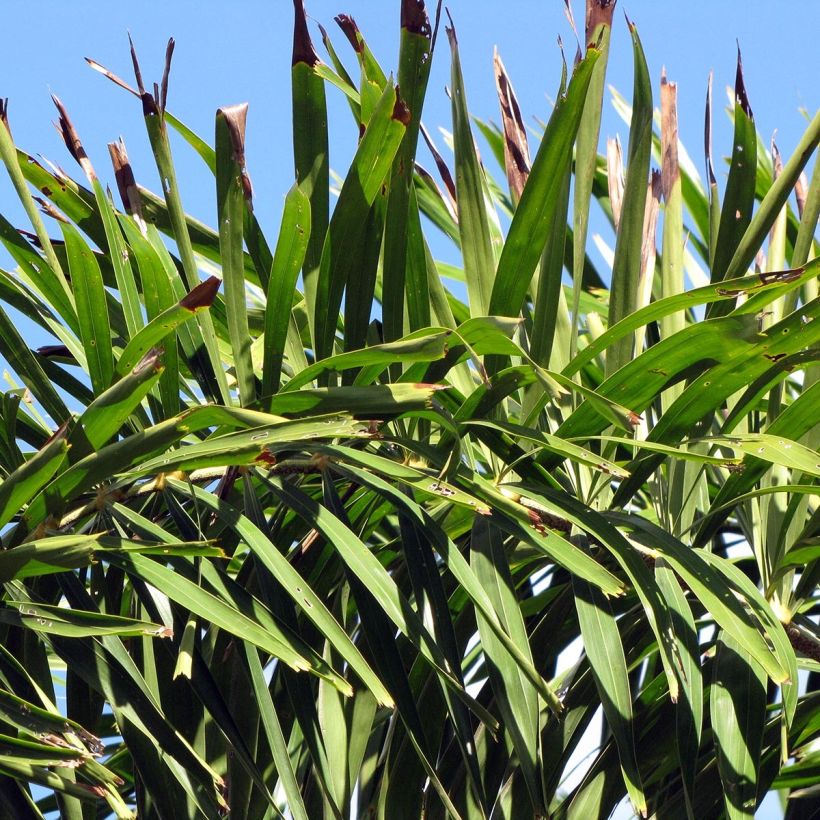 Wodyetia bifurcata - Palmier queue-de-renard (Foliage)