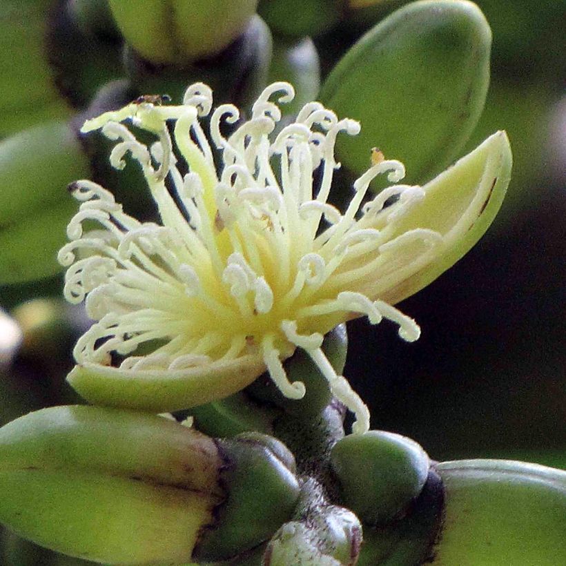 Wodyetia bifurcata - Palmier queue-de-renard (Flowering)