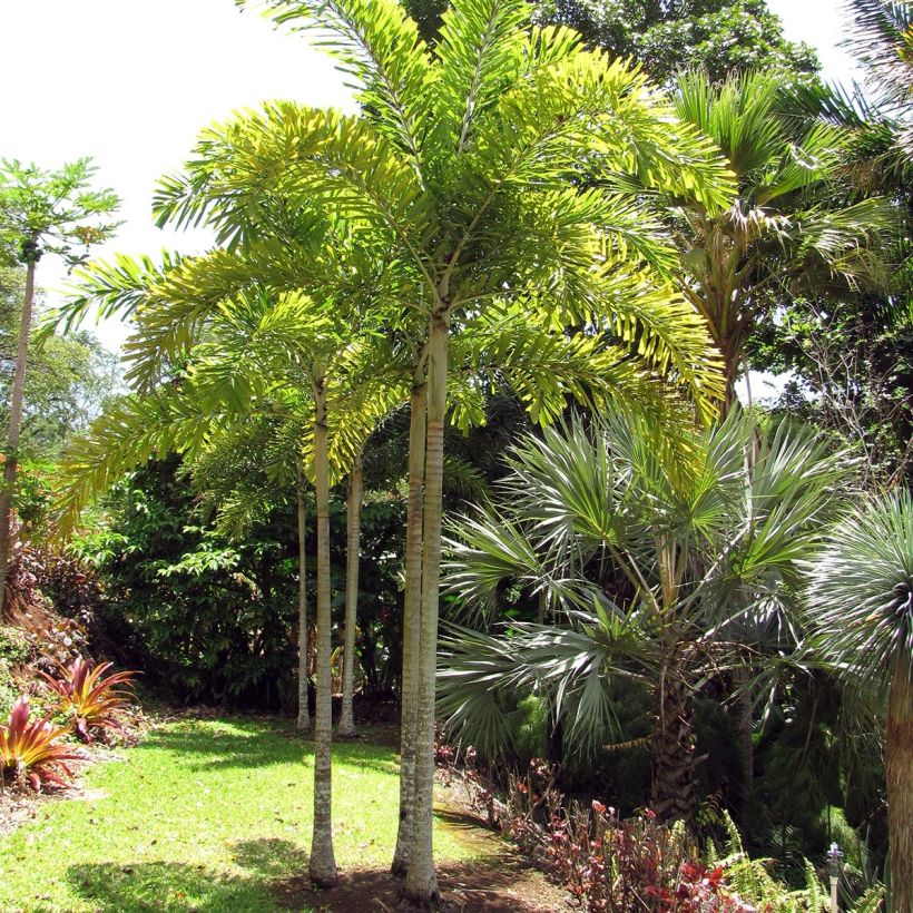 Wodyetia bifurcata - Palmier queue-de-renard (Plant habit)