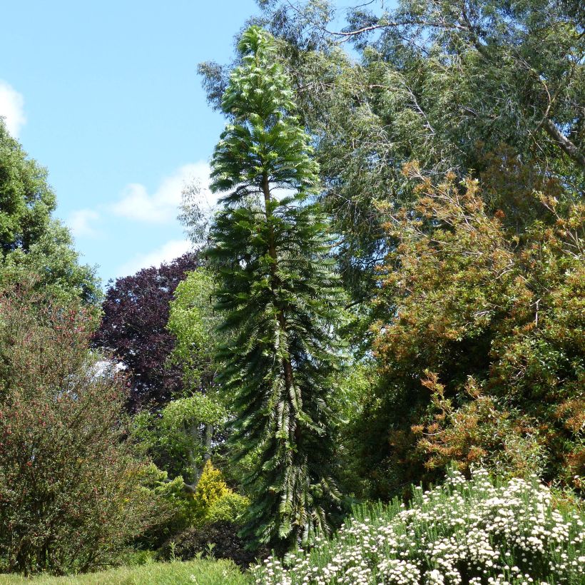 Wollemia nobilis - Pin de Wollemi (Plant habit)