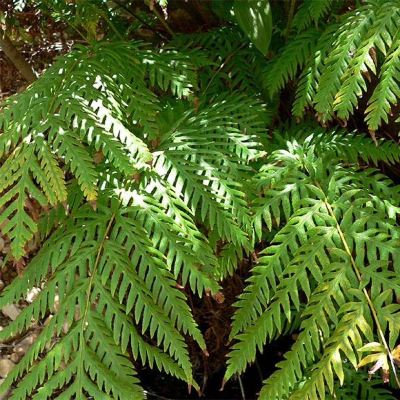 Woodwardia fimbriata - Fougère  (Foliage)