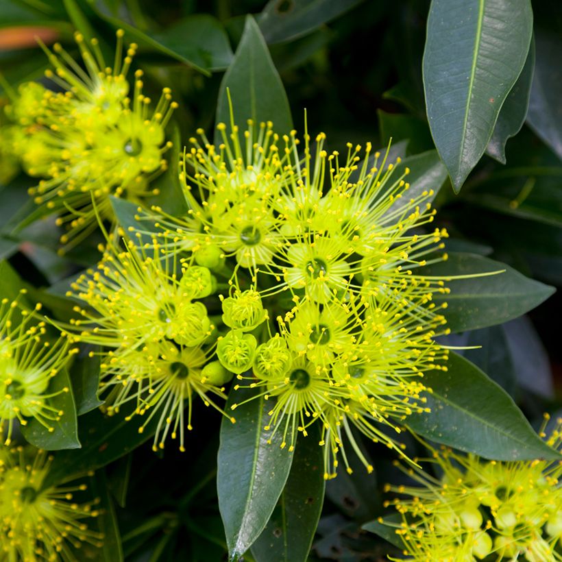 Xanthostemon chrysanthus - Penda doré (Flowering)