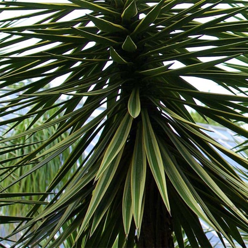 Yucca aloifolia - Yucca à feuilles d'Aloès (Foliage)