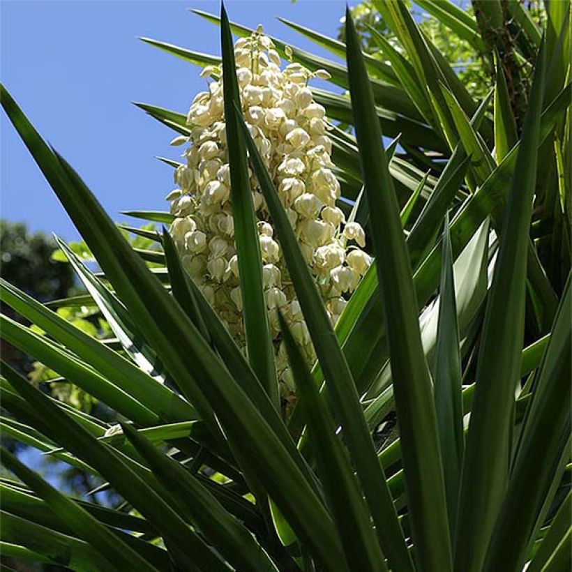 Yucca aloifolia - Yucca à feuilles d'Aloès (Flowering)