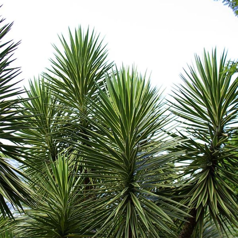 Yucca aloifolia - Yucca à feuilles d'Aloès (Plant habit)