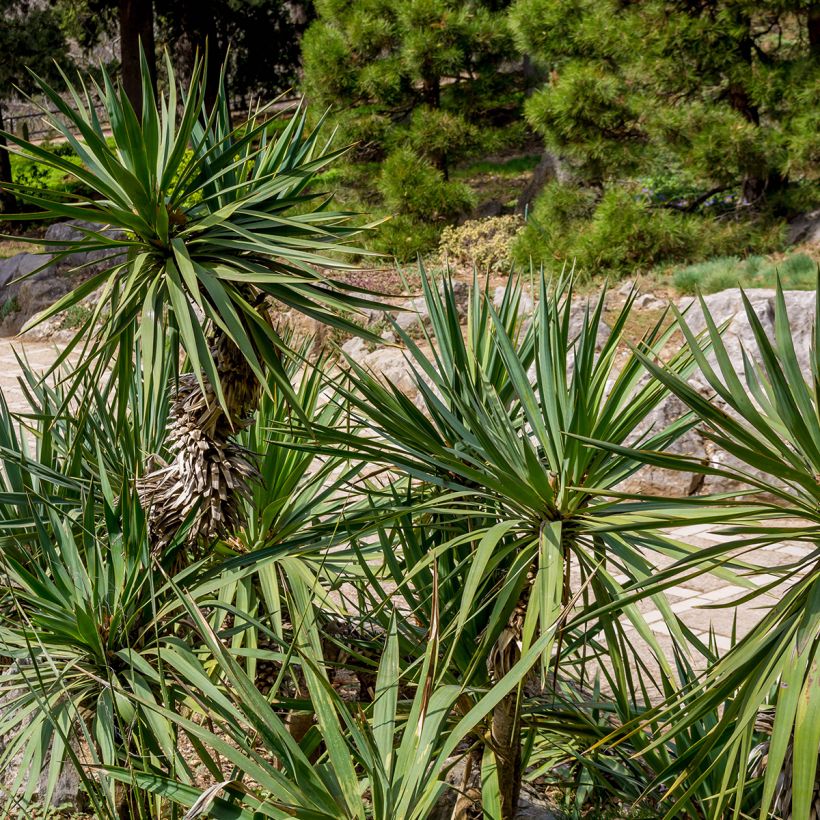 Yucca elephantipes - Yucca pied d'éléphant  (Foliage)