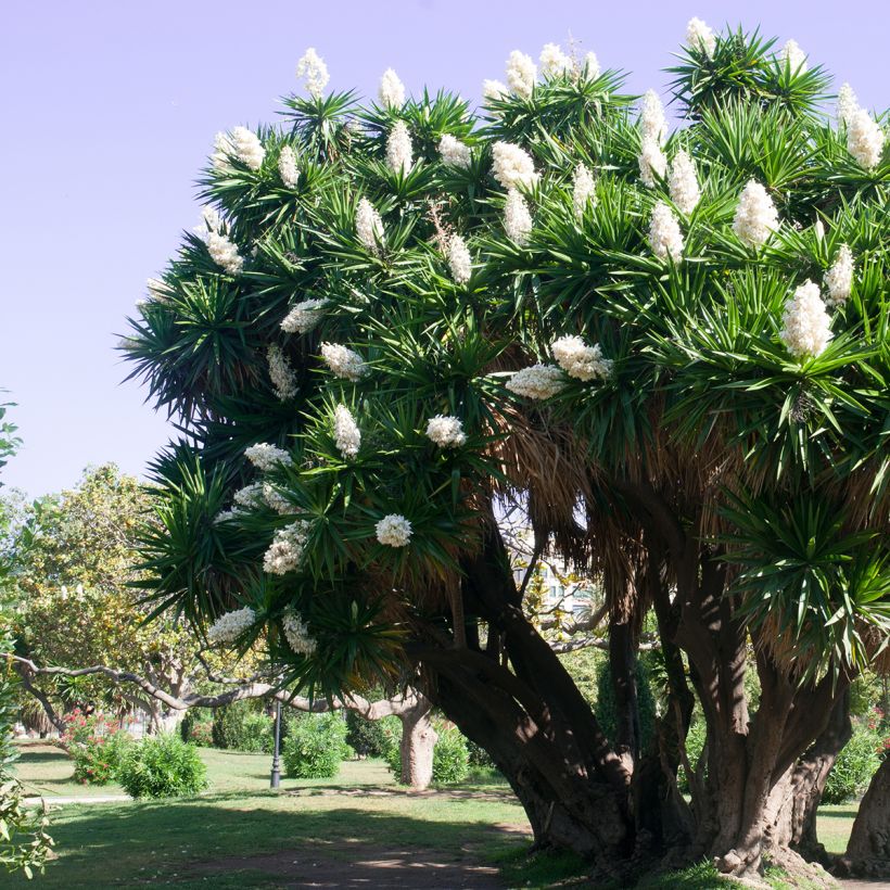 Yucca elephantipes - Yucca pied d'éléphant  (Plant habit)