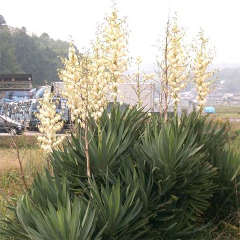 Yucca gloriosa - Dague espagnole (Plant habit)